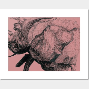 Peony Posters and Art